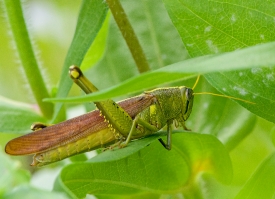 closeup of grasshopper in a garden