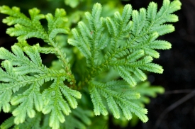 Closeup of green plant