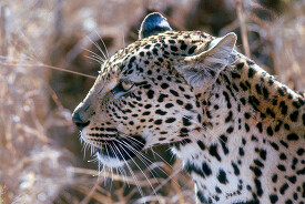 closeup of leopard in africa