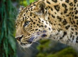 closeup of leopard with long whiskers is in front of a tree