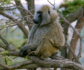 closeup of olive Baboon relaxing in tree lake nakuru kenya afric