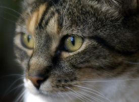 closeup of pet cat face shows eyes and whiskers