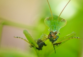 closeup of praying mantis eating a fly