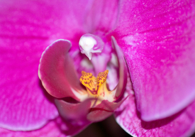 closeup of purple Phalaenopsis Orchids