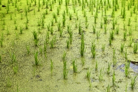 Closeup of Rice Paddies Langkawi Malaysia