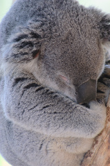 closeup of sleeping koala bear 077