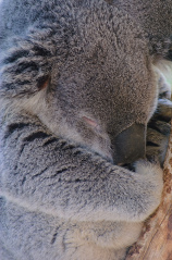 closeup of sleeping koala bear 078