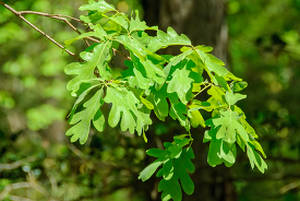 closeup of tree branch with oak leaves 0362