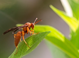 closeup of wasp climbing on plant leaf photo