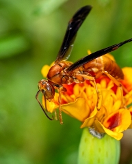closeup of wasp on small orange marigold flower