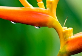 Closeup of water mist on orange red flower Tropical Rain Forest