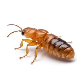 closeup of wood eating termite isolated on white