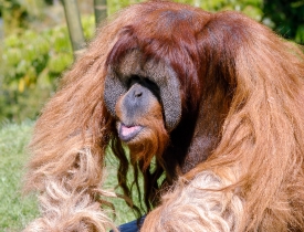 closeup orangutan head and arms