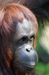 closeup photo of an adult orangurtans face