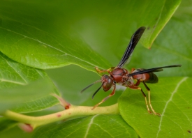 closeup photo of single wasp on plant leaf image