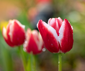 closeup red white tulips growing in garden image