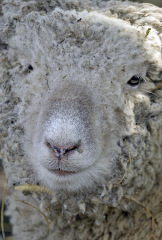 closeup sheep face photo 70