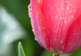 closeup single bright pink tulip after a rain