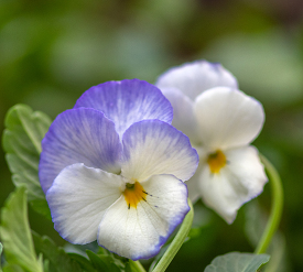 closeup white and blue violet flower