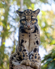 clouded leopard sits on a tree branch