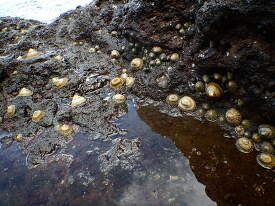 clustering of Hawaiian limpets