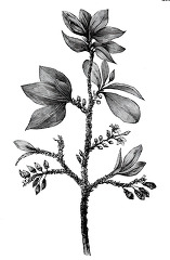 coca plant historical illustration 0197