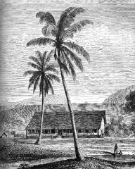 Cocoanut Tree Tahiti