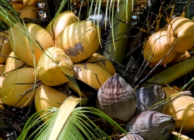 Coconuts In Tree