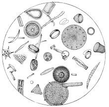 Collection of microscopic organisms and diatoms