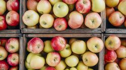 collection of ripe apples piled in a rustic wooden crates