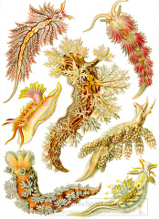 color illustration of various species of nudibranchs mollusk