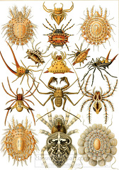 color sceintific illustration of various species of arachnids