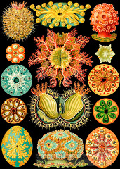 color scientific illustration of ascidiacea sea squirts