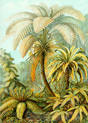 color scientific illustration of tropical ferns
