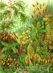 color scientific illustration of various mosses bryophyta