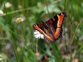 colorful Milberts Tortoishell butterfly
