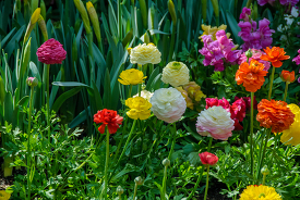 colorful runuculus flowers in a garden 0427