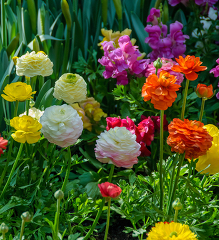 colorful runuculus flowers in a garden