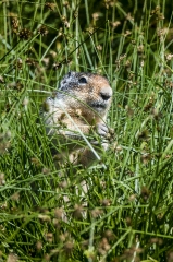 columbia ground squirrel in plants