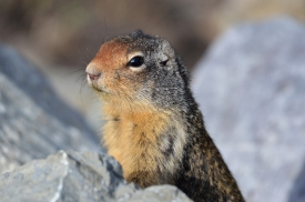 columbian ground squirrel peering from rocks