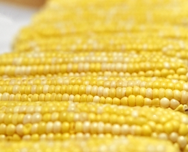 corn cob uncooked closeup photo image 5006a copy
