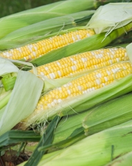 corn cobb with partial husk removed