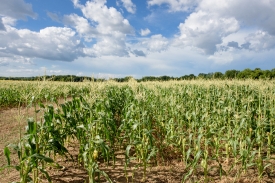 corn plants growing in field photo 9052