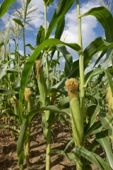corn plants growing in field shows ears corn photo 9049