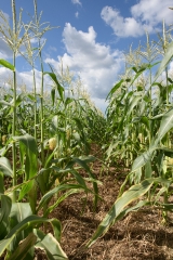 corn plants growing in field shows ears corn photo 9050