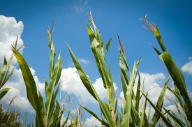 corn stalks in a field with a blue sky and clouds
