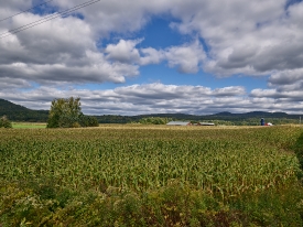 Cornfield near Fairfax Vermont