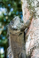 Costa Rica Iguana on Tree