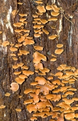 Costa Rica Musrooms growing on tree