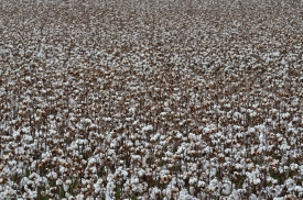cotton growing in field picture image